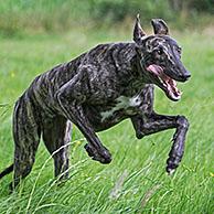 Brindled rough-coated Galgo Español / barcino Spanish galgo / Spanish sighthound and Italian Greyhound / Piccolo levriero Italiano in field